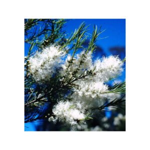 HE Tea tree bio