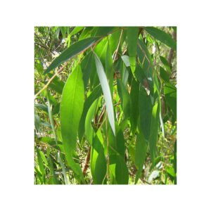 HE Eucalyptus radié bio