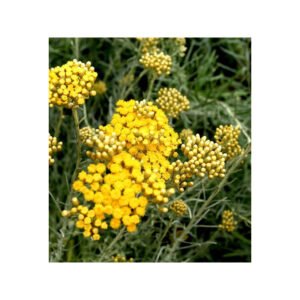 HE Hélichryse italienne 5ml