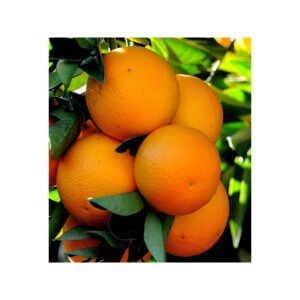 HE Orange douce bio