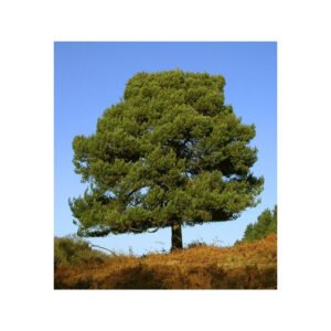 HE Pin Sylvestre bio